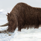 Illustration for article titled Where did the giant mammals of the ice age come from?